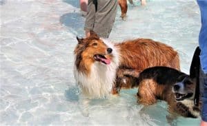 A sable and white Rough Collie wades in the water with a hound mix and some humans