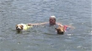 Two Rough Collies in life vests tow a man through the water. He is holding the handles of their life jackets