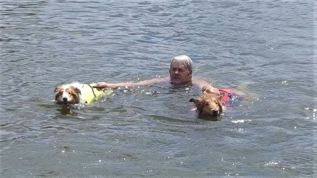 Two Rough Collies in life vests tow a man through the water. He is holding the handles of their life jackets