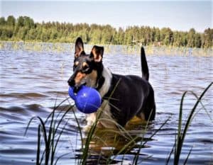 A tricolor (black with white and tan markings) Smooth Collie wades in a stream holding a blue ball in her mouth