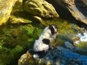 A tri-headed white Rough Collie (black head and black patches on white body) cools his lower body in a rocky pool