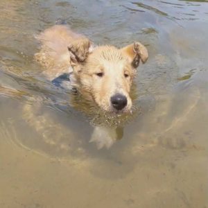 julie kirschbaum old smith collie puppy