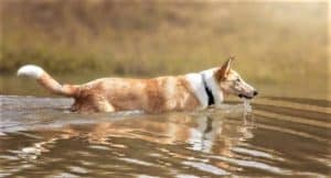 A sable merle Smooth Collie wades through water