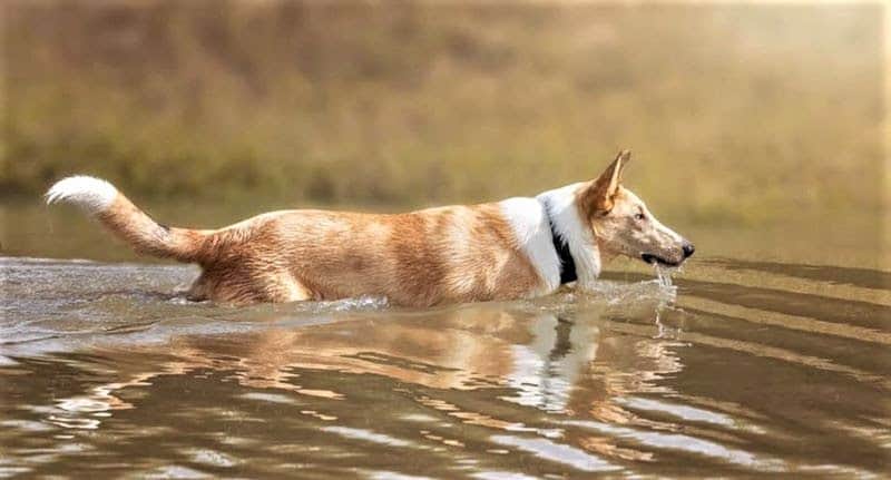 A sable merle Smooth Collie wades through water