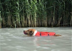 A sable and white Rough Collie wearing an orange life vest and holding a ball in her mouth swims in a creek lined by tall reeds