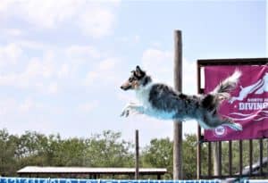 A blue merle Scottish Collie leaps into the water from a dock