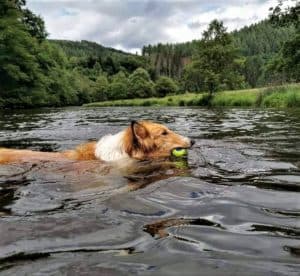 A sable and white Rough Collie (longhaired Collie) swims in a mountain crater lake with a ball in her mouth