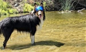 A tricolor Rough Collie wearing Rex Goggles (doggy eye protection sunglasses) stands in a shallow stream