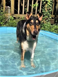 a tricolor Smooth Collie stands happily in a doggy wading pool