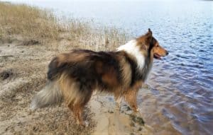 A mahogany sable and white Rough Collie stands on a shoreline with front paws in the water