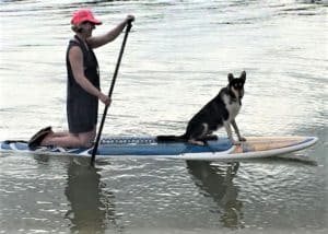 A tricolor Smooth Collie sits on a paddleboard while his human steers from the rear