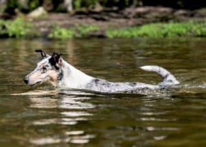 A blue merle Smooth Collie swims through a river