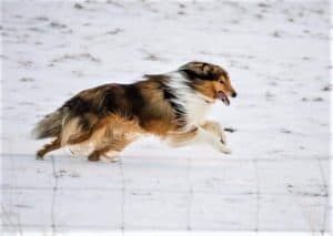 A mahogany sable and white Rough Collie leaps through snow with tongue lolling happily from his mouth