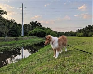 A sable merle Rough Collie puppy stands on a bank overlooking a deep stream with lily pads on its surface