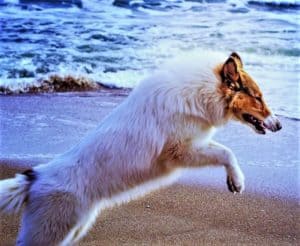 A sable-headed white Rough Collie puppy leaps on the dry part of the beach