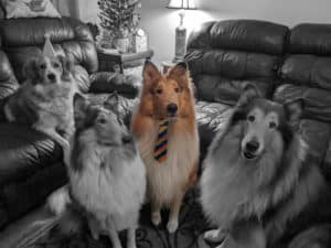 4 dogs, 3 Collies sitting side by side and one Australian Shepherd/Great Pyrenees mix reclining on a couch. The Aussie is wearing a party hat. All dogs are depicted in black and white except a young Collie in color who wears a rainbow striped tie