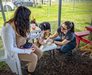 A small, happy Collie puppy drapes the front half of his body over a picnic table bench while being petted by 2 adoring humans