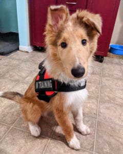 A small sable merle Rough Collie puppy sits while wearing a red "in training" vest 