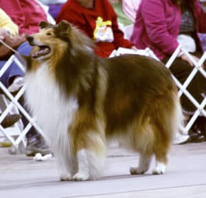 A mahogany sable and white Rough Collie stands at relaxed attention in a dog show ring