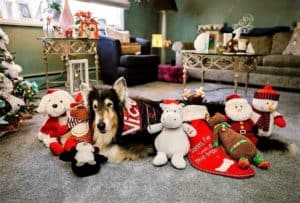 A tricolor (black white and tan) Rough Collie lies beside a Christmas tree amidst a pile of plush toys and a stocking that reads "Santa, I've been a good dog." He also wears a bandana that says "NICE"