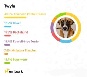 Embark DNA results show Twyla is part American Pit Bull Terrier, part Boxer, part Dachshund, part Jack Russell-type Terrier, part Min Pin, and part Supermutt 