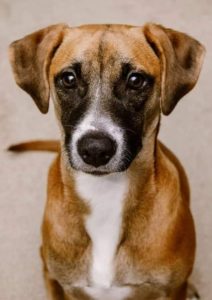 A tan dog with a black facial mask and white marking on chest and muzzle stares into the camera with large, liquid brown eyes