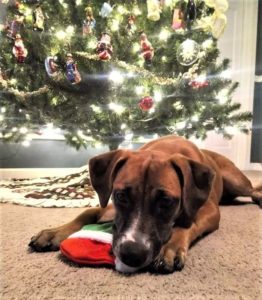 twyla lies beside a lit Christmas tree with a Santa Claus hat under her paws