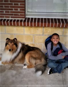 A mahogany sable and white Rough Collie lies on a school walkway next to a boy student sitting beside him wearing a backpack