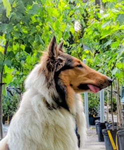 A sable and white Rough Collie sits at attention in profile view with her tongue hanging out the side of her closed mouth