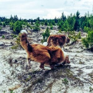 A sable and white Rough Collie in the act of tripping over his own paws while running