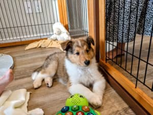 A young sable and white Rough Collie puppy lies injure a wood and wire exercise pen surrounded by blankets and toys