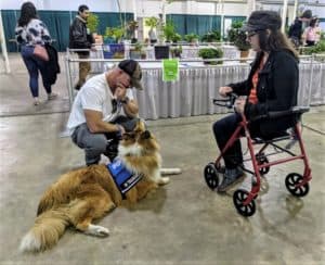 A woman in a black hat sits on the seat portion of a red Rollator walker while a sable merle Rough Collie lies at her feet looking up into the face of his trainer, a man squatting on the floor beside him