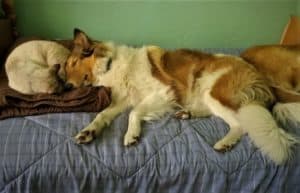 A sable and white rough collie lies on a bed with her face touching the gray striped sleeping cat beside her