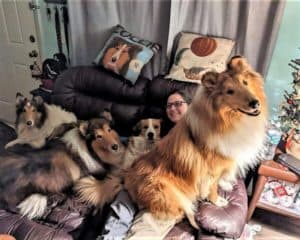 A girl sits on small loveseat couch surrounded by 3 Collies and an Aussie mix, her smiling face barely visible due to the large Rough Collie sitting in her lap