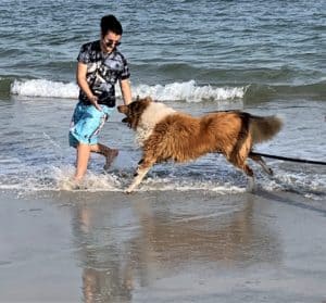 A girl wearing blue swim shorts and a black and gray top runs through the surf being chased by a leaping sable and white Rough Collie