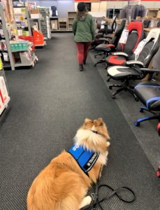 A girl wearing a green coat and black hat walks down a store aisle looking at office chairs while her sable merle Rough Collie lies a few feet behind her in a down stay wearing a blue in training vest