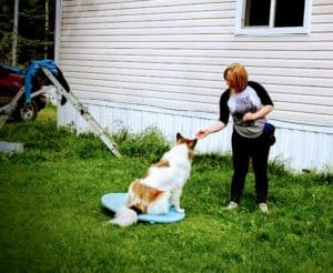 A white Rough Collie with sable (brown) on head and body balances on a blue wobble board while staying focused on her red haired trainer