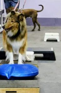 A sable and white rough collie stands with her hind legs on a raised platform and her front paws on a blue balance disc