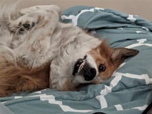 a red and white australian shepherd mix lies upside down on a bed looking crazed