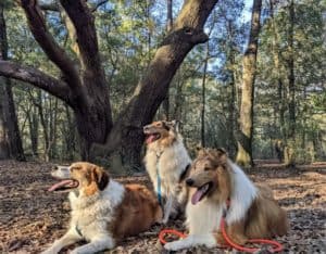 An Australian Shepher/Great Pyrenees mix and 2 sable and white rough Collies with tongues all lolling rest beneath a spreading oak