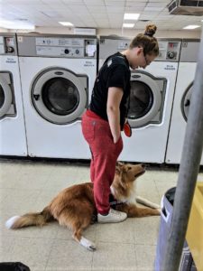 a sable and white rough collie puppy lies at the feet of a teenage girl in a laudromat. They are looking at each other smiling