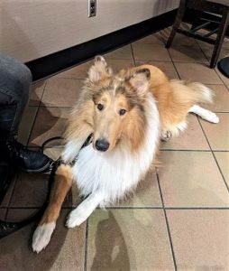 A sable merle Rough Collie lies at the feet of his handler. His eyes are a light hazel color and there is subtle merle freckling on his face and ear tips