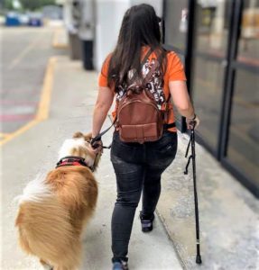 A sable and white Rough Collie in a training vest walks beside a girl in an orange shirt using a walking cane