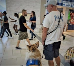 A man wearing a P.A.W. Service Dogs t-shirt and white baseball cap stands beside a sable and white Rough Collie wearing an "In Training" vest in a busy mall. The dog has his attention focused on the handler's face
