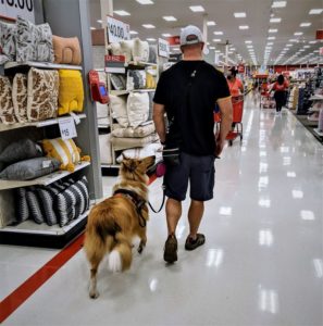 a large sable merle and white rough collie puppy prances at the side of a big man walking down a store aisle. The Collie eagerly looks up into the man's face, and the leash is looped around the man's body while his hands are in his pockets