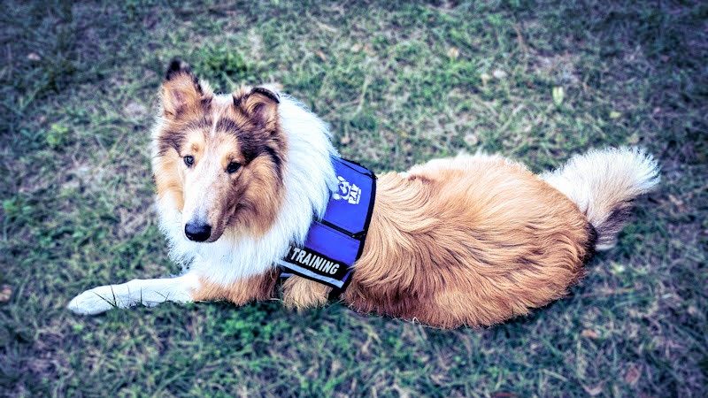 You are currently viewing Vakaa, Rough Collie Mobility Service Dog