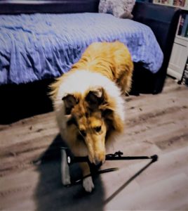 a sable merle rough collie picks up a cane from the floor with his mouth