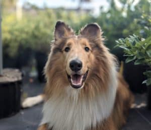 a very happy sable merle and white Rough Collie grins at the camera while lying amongst potted trees in a nursery