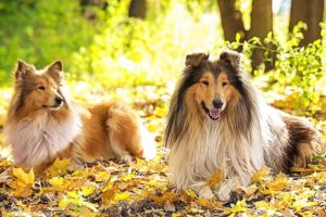5 Reasons Rough Collies Make Great Pets
