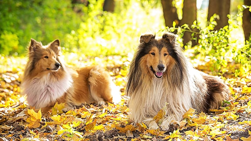 are rough collies good pets